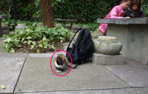 The cat was just wondering around my bag(black in color). This bag is with me for many years especially meant for dragon searching in China. Always, I put "something" within this bag whenever I go to mountain for dragon searching. The cat stayed so long near my bag. I did not aware of this until my photographer show me all these picture... Kindly be reminded that the month was Feb of 2012.