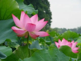 1174050893 Master Soon in China Sep 2012