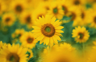 Good feng shui  Good feng shui