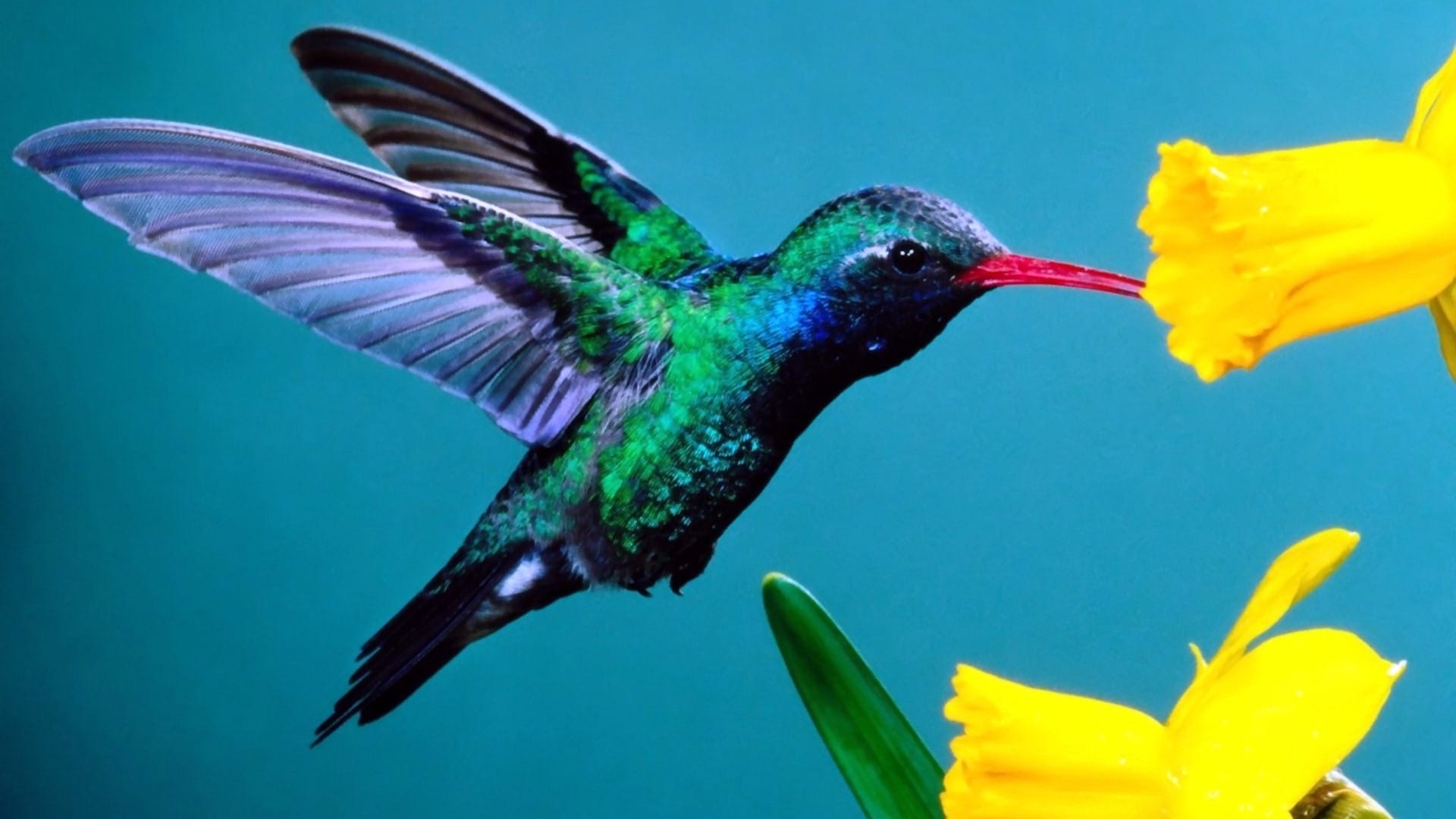 humming bird