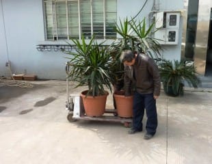 Moving The Plants Due to Feng Shui... 因风水缘故搬迁....