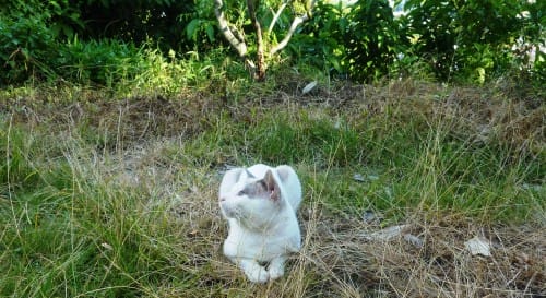 "whispering of the nature" .... there are many occurances that cat come into my presence while I tracing the dragon especially since year 2012..... Many times I have missed to catch these kind of photo unless my photographer goes with me or my team. The cat was just focus on us while I was giving fieldwork explanations to my students.