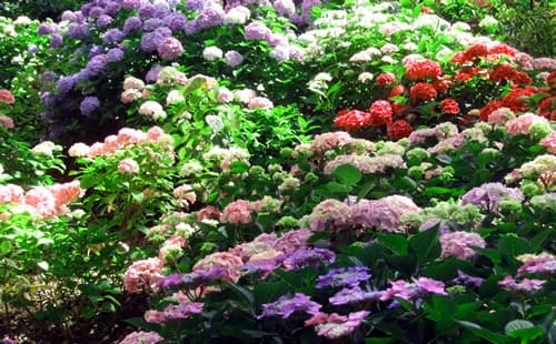 hydrangea-garden