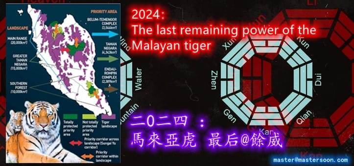 2024 Malayan Tiger Her Remaining Power   Malayan Tiger BBB 